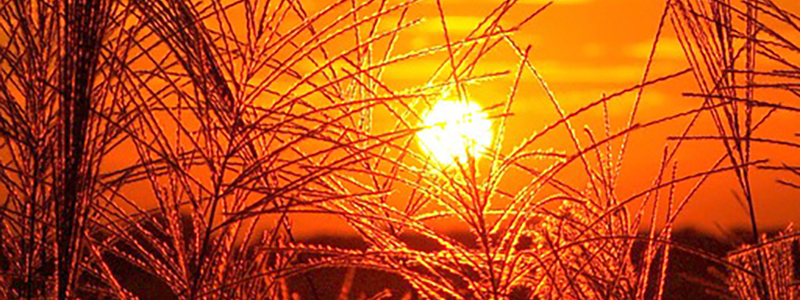 Wheat Field