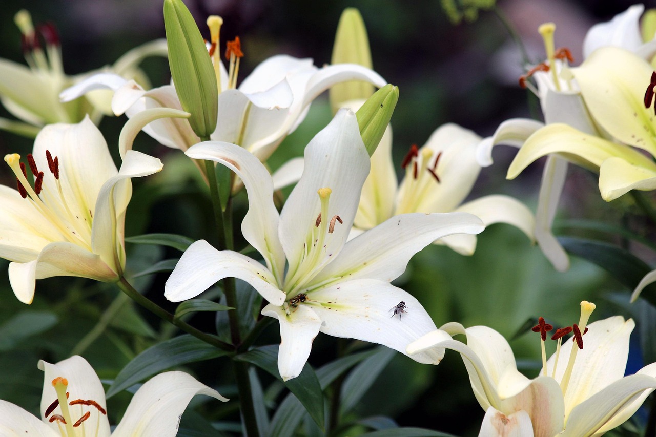 Easter Lilies